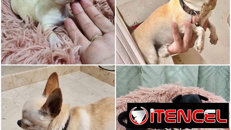 ((( CHIHUAHUAS HEMBRAS MINI BETTY MASCOTAS WHATSAPP 52506841 )))