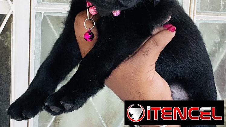 😍HERMOSA CACHORRA LABRADOR RETRIEVER 😍