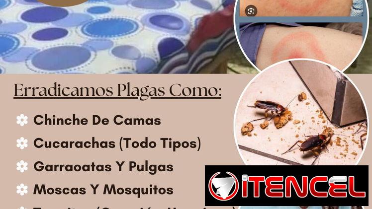Chinche (Fumigación) PlagaKØ•
