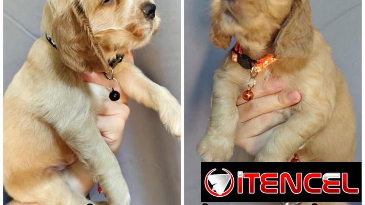 Cachorros Cocker Spaniel