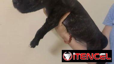 Cachorros de pitbull