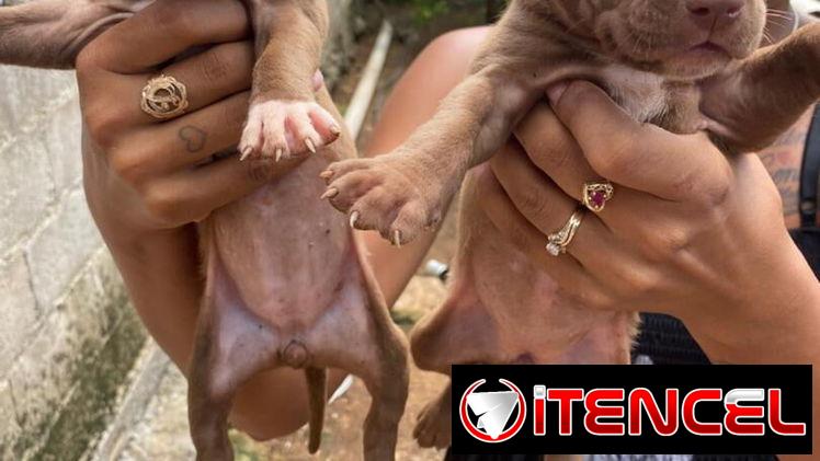 Venta de perros pitbull