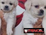 PEQUINÉS ALBINOS,machos,en 70 USD o equivalente,TENGO MENSAJERÍA,de 50 días,desparacitados,ENTREGAN CON HISTORIA CLÍNICA