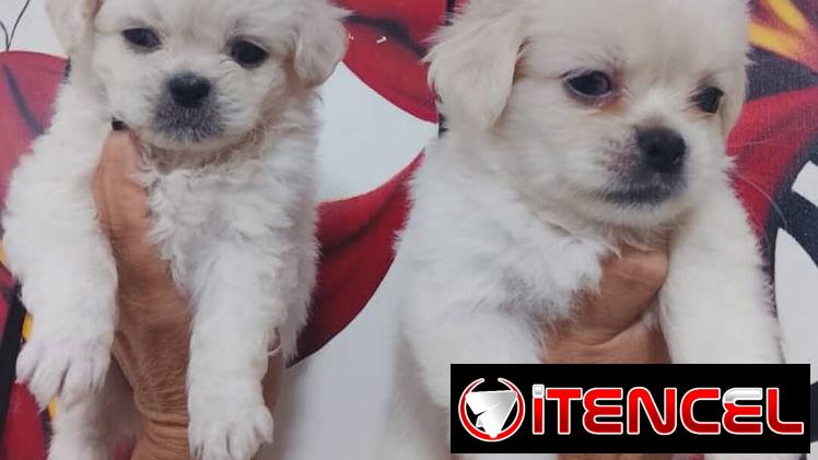 PEQUINÉS ALBINOS,machos,en 70 USD o equivalente,TENGO MENSAJERÍA,de 50 días,desparacitados,ENTREGAN CON HISTORIA CLÍNICA