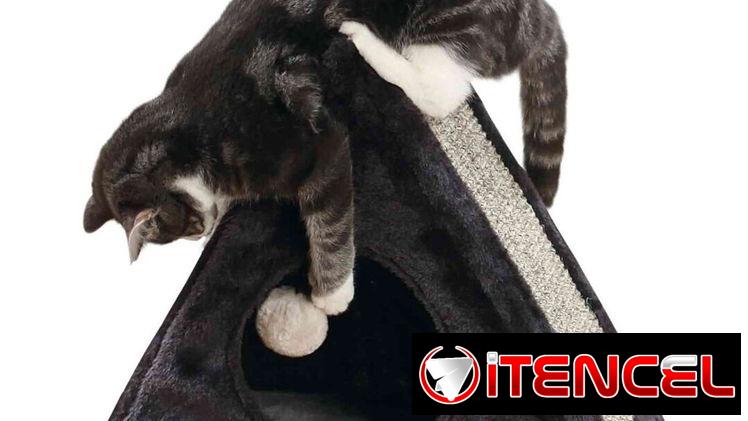 RASCADORES PARA GATOS 🐱  DOG&CAT