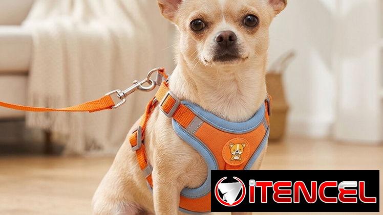 ARREOS Y CORREA PARA SU MASCOTA🐕‍🦺🐾