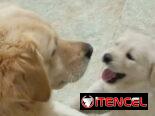 GOLDEN RETRIEVER,machos,en 250 USD o equivalente,TENGO MENSAJERÍA,tienen 45 días y están desparacitados