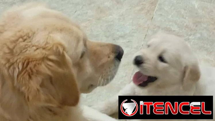 GOLDEN RETRIEVER,machos,en 250 USD o equivalente,TENGO MENSAJERÍA,tienen 45 días y están desparacitados