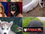 ((( VARIEDAD D RAZAS CANINAS BETTY MASCOTAS WHAT’SAPP 52506841 )))