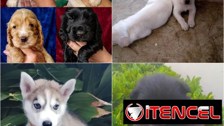 ((( VARIEDAD D RAZAS CANINAS BETTY MASCOTAS WHAT’SAPP 52506841 )))