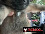 Peki es ambos sexos