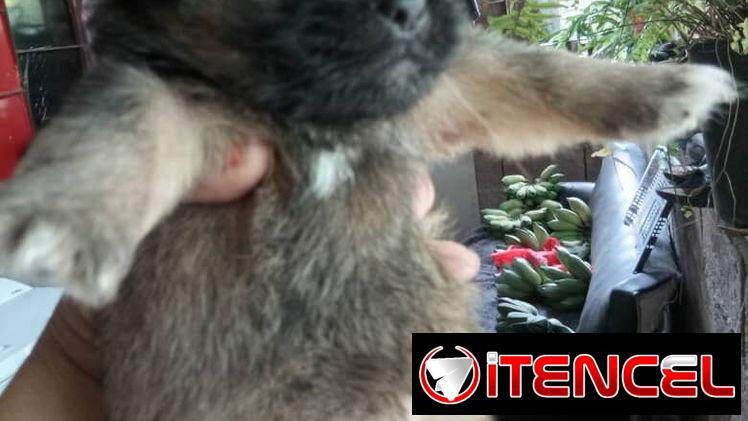 Peki es ambos sexos