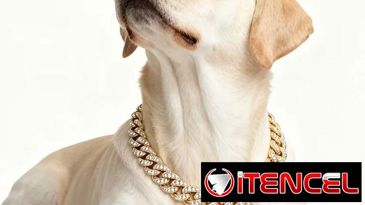 Collar de diamante para Mascotas