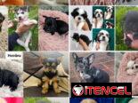 🐶 CACHORROS DE RAZAS CON GARANTÍA Y CONFIANZA BETTY MASCOTAS WHATSAPP 52506841 🐶