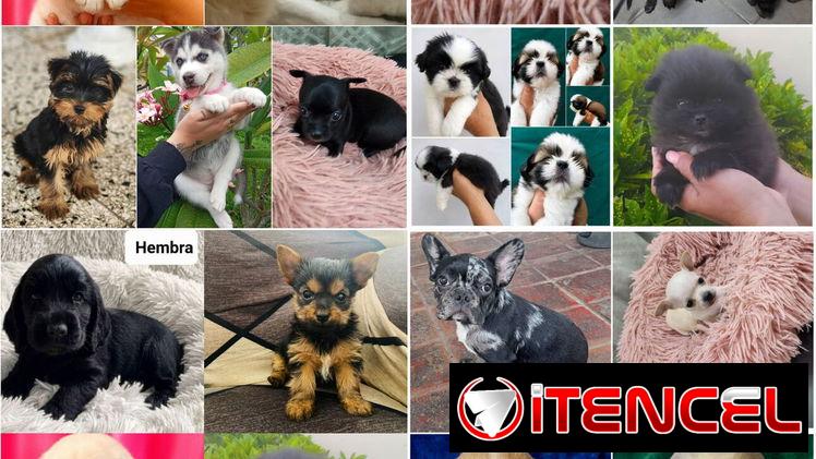 🐶 CACHORROS DE RAZAS CON GARANTÍA Y CONFIANZA BETTY MASCOTAS WHATSAPP 52506841 🐶
