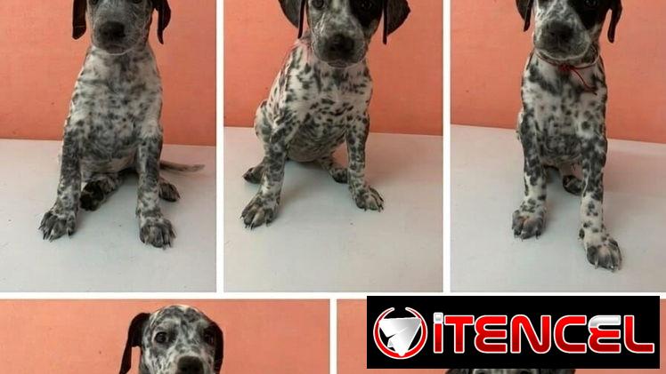 SE VENDEN CACHORRITAS (RADICAMOS EN HABANA DEL ESTE- BAHIA)