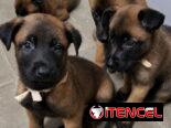 ((( PASTOR BELGA MALINOIS AMBOS SEXOS BETTY MASCOTAS WHATSAPP 52506841 )))