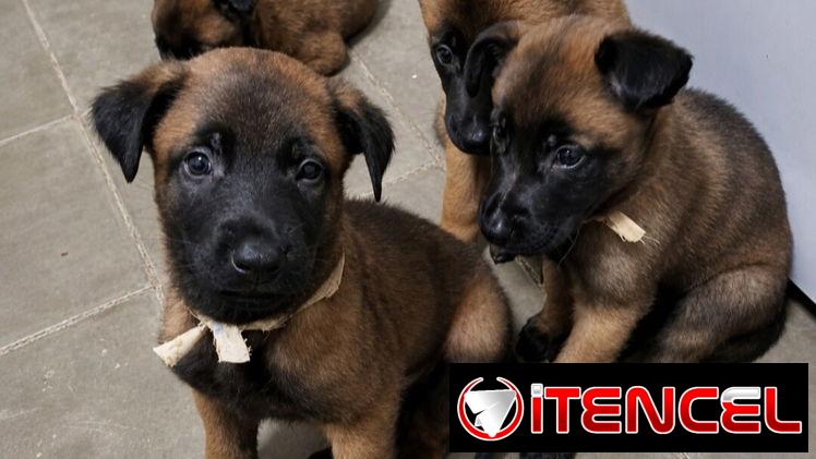 ((( PASTOR BELGA MALINOIS AMBOS SEXOS BETTY MASCOTAS WHATSAPP 52506841 )))