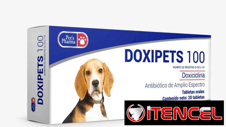 Doxiciclina Cefalexina Amoxicilina para perros y gatos