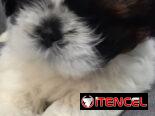 Cachorro macho de Shih Tzu en venta.