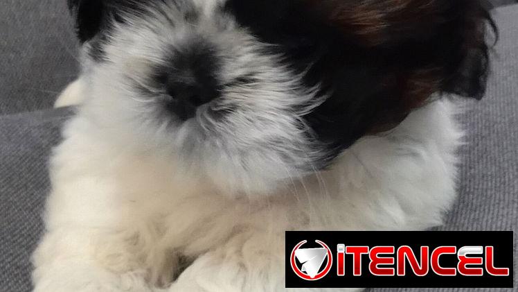 Cachorro macho de Shih Tzu en venta.