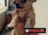 🐾 HERMOSA CHIHUAHUA ADULTA EN BUSCA DE UN HOGAR LLENO DE AMOR BETTY MASCOTAS WHATSAPP 52506841 🐾