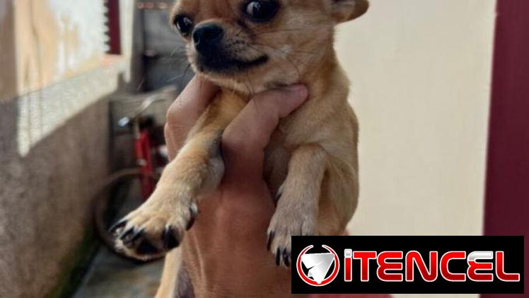 🐾 HERMOSA CHIHUAHUA ADULTA EN BUSCA DE UN HOGAR LLENO DE AMOR BETTY MASCOTAS WHATSAPP 52506841 🐾