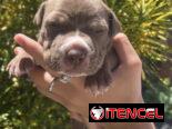 Pitbull