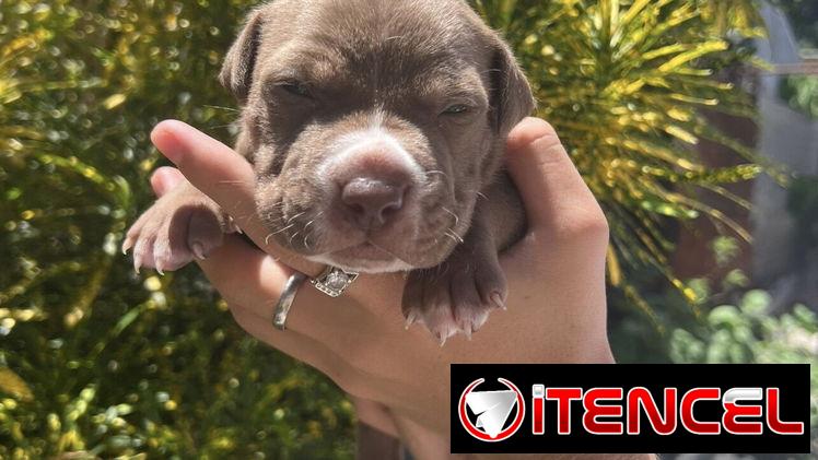 Pitbull