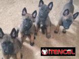 💜💜💜* 🐶¿BUSCAS UN CACHORRO?* EN BETTY MASCOTAS TE AYUDAMOS A ENCONTRAR TÚ FIEL COMPAÑERO WHATSAPP 52506841  💜💜💜