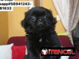 Bellezas de spaniel tibetano hembras y macho