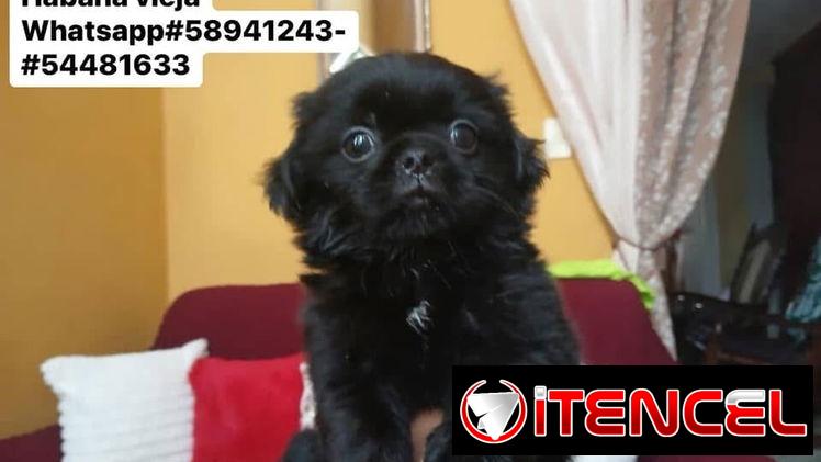 Bellezas de spaniel tibetano hembras y macho