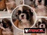 @@@@@Cachorros de excelente genética