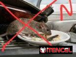 TRAMPAS RATONERAS GUILLOTINA SENSIBLES Y EFICIENTES