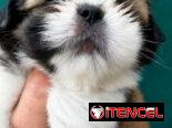 ((( SHIH TZU AMBOS SEXOS EN VENTA WHATSAPP 58746643 )))