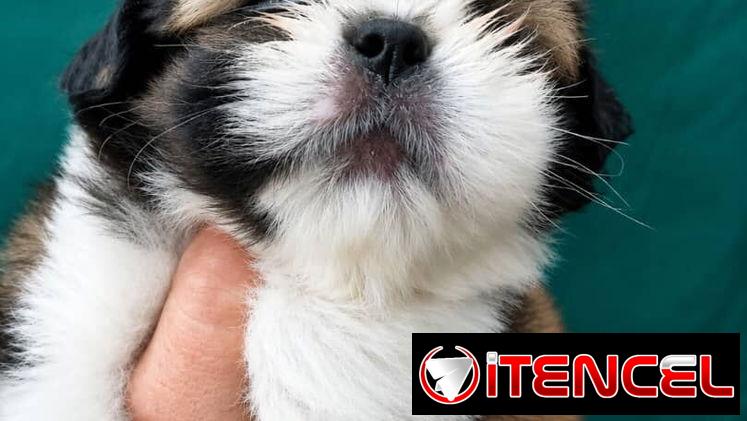 ((( SHIH TZU AMBOS SEXOS EN VENTA WHATSAPP 58746643 )))