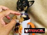 🐾Hermosos Chihuahuitas🍏de los más pequeñitos ambos sexos🌸💙🤏🏻🎁🐾🐶