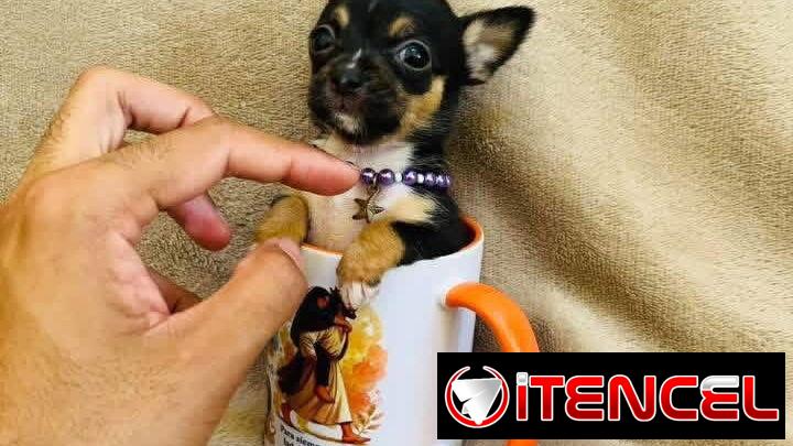 🐾Hermosos Chihuahuitas🍏de los más pequeñitos ambos sexos🌸💙🤏🏻🎁🐾🐶
