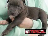 PITBULL AZUL,ambos sexos,en 180 USD o equivalente(ACEPTO TRANSFERENCIA)TENGO MENSAJERÍA,tienen 50 días y desparacitados