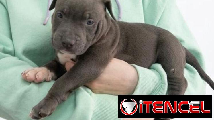 PITBULL AZUL,ambos sexos,en 180 USD o equivalente(ACEPTO TRANSFERENCIA)TENGO MENSAJERÍA,tienen 50 días y desparacitados