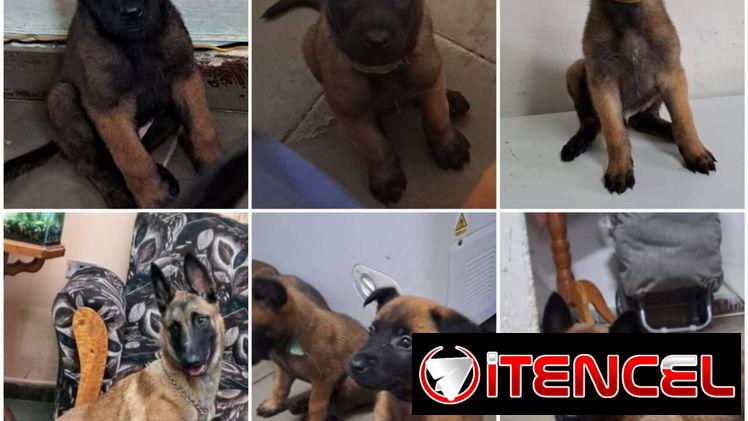 ,**** EXCELENTE CAMADA DE PASTOR MALINOIS WHATSAPP 58746643 ****