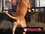 Busco novia . Pitbull&stafford 85lbs Cumple 6 años este 30 junio. 54633692 Abel