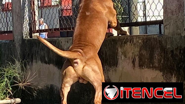 Busco novia . Pitbull&stafford 85lbs Cumple 6 años este 30 junio. 54633692 Abel