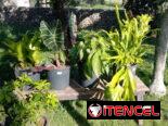 Servicios de Jardinería y Artículos!!