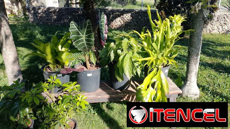 Servicios de Jardinería y Artículos!!