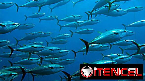 Bonito entero Pescado fresco 800 Lb