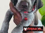 Venta de cachorros