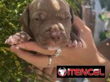 Pitbull