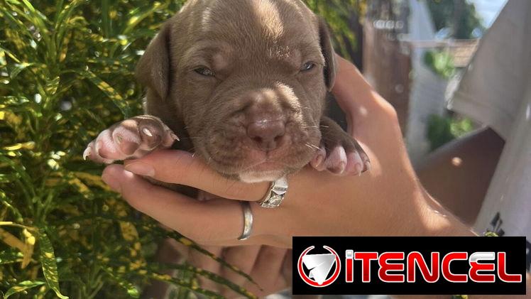 Pitbull
