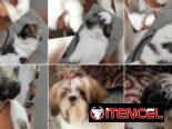 🐾 ¡HERMOSOS SHIH TZU AMBOS SEXOS BUSCANDO UN  HOGAR LLENO DE AMOR BETTY MASCOTAS WHAT’SAPP 52506841! 🐾